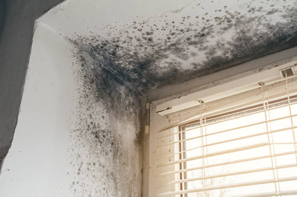 Mold Removal service in Atlantic Highlands